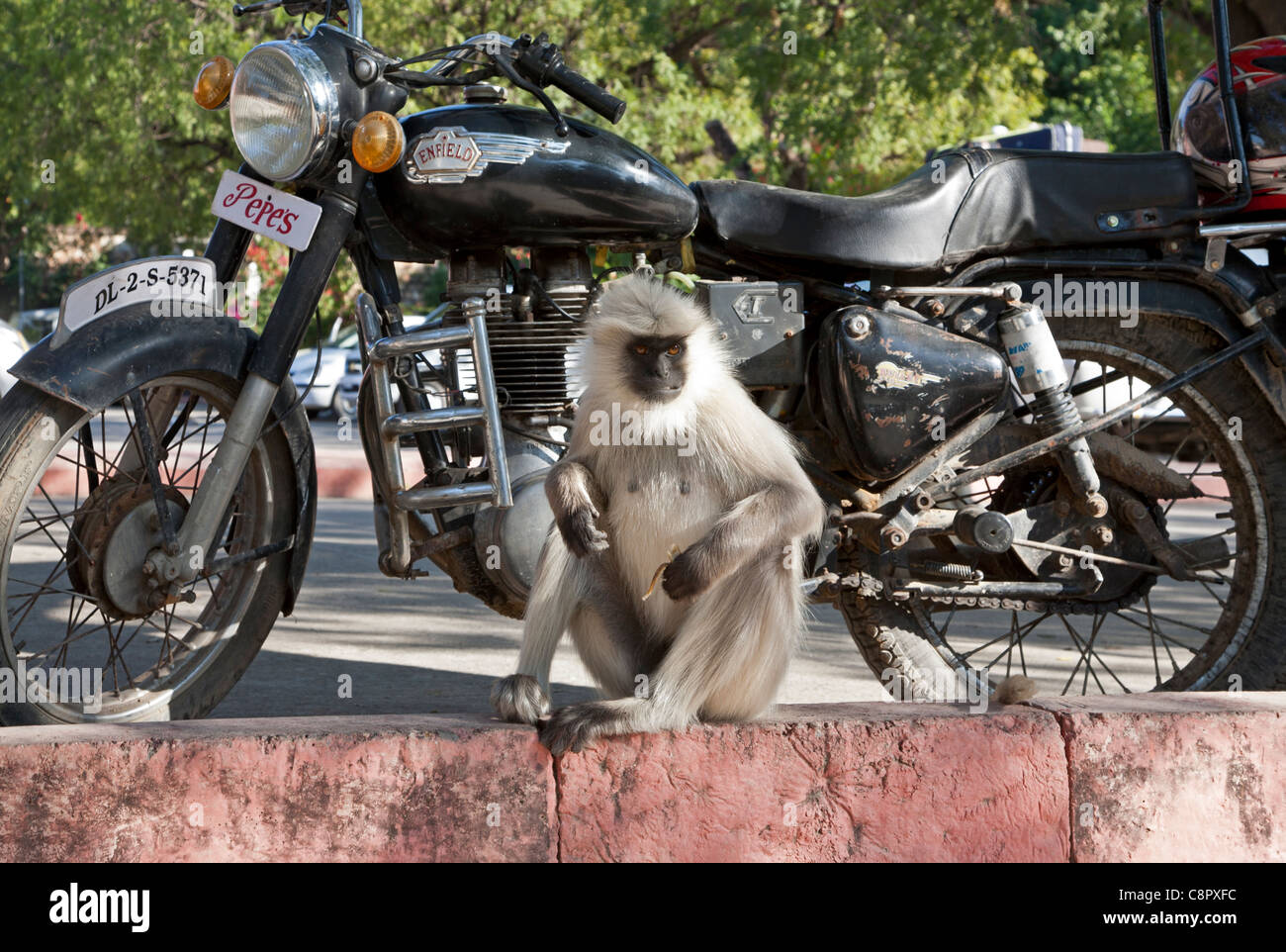 Graue Languren Affen und Enfield Motorrad (Kugel). Pushkar. Rajasthan. Indien Stockfoto