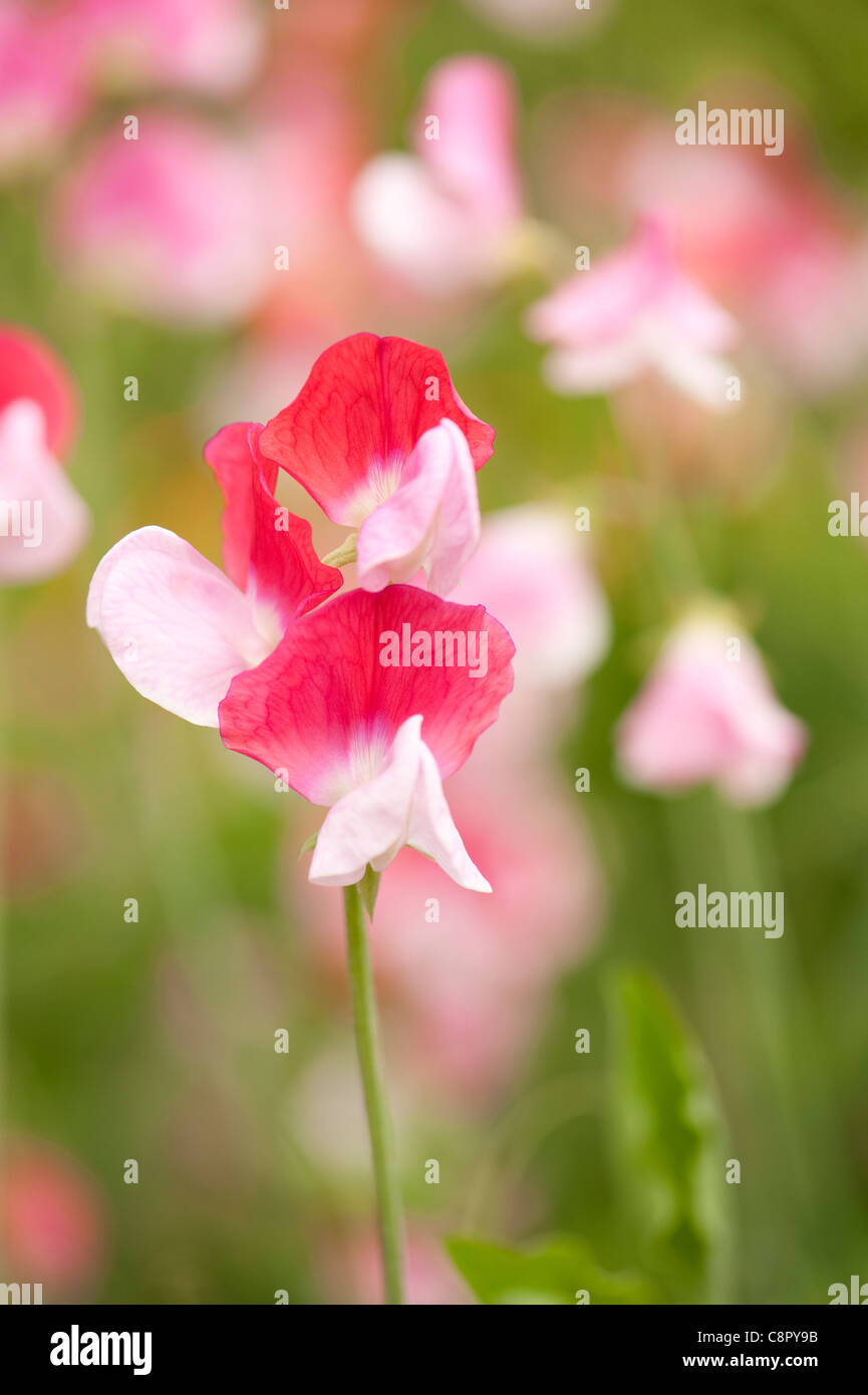 Duftende Platterbse, Lathyrus man "Painted Lady", in Blüte Stockfoto