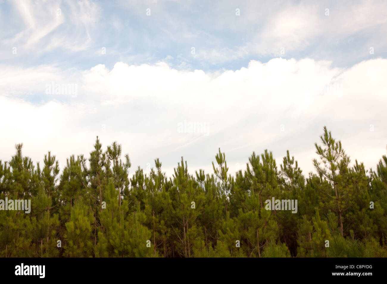 Pine Tree pattern Stockfoto