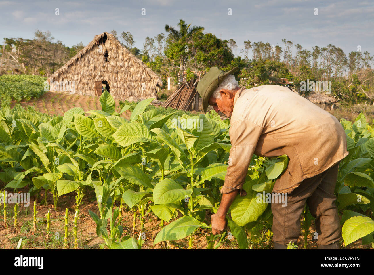 PINAR DEL RIO: VINALES TABAKBAUERN IN TABAKFELDERN ARBEITEN Stockfoto