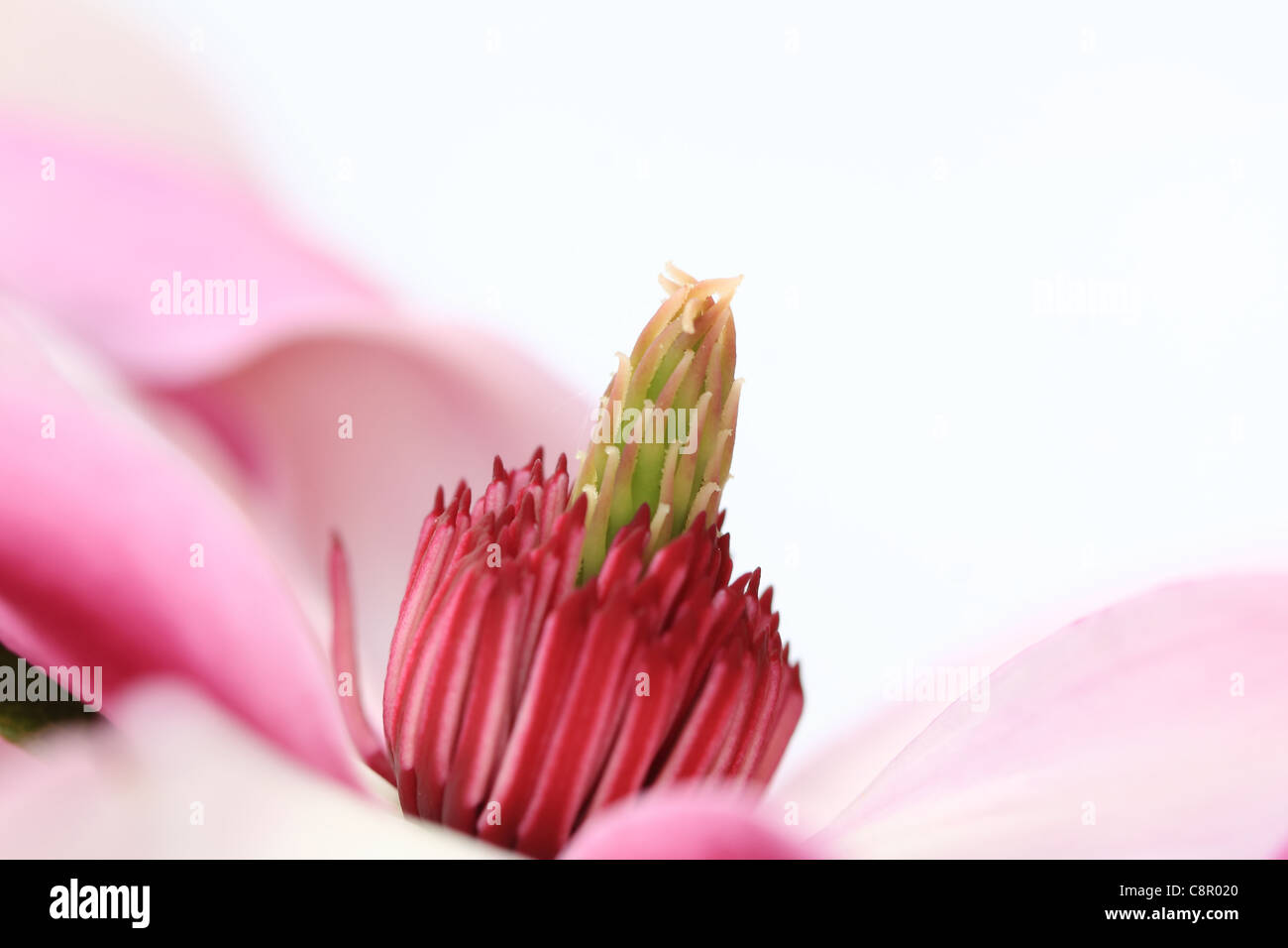 wunderschöne Magnolie Blüten in rosa Stockfoto