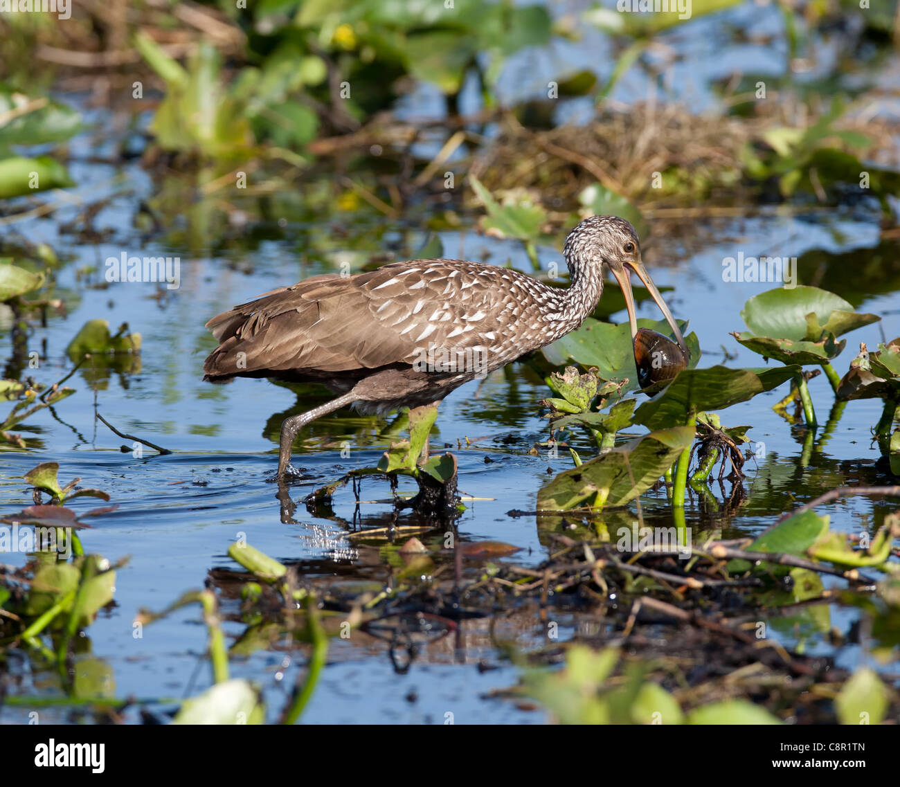 Limpkin an der Everglades, Florida, USA Stockfoto