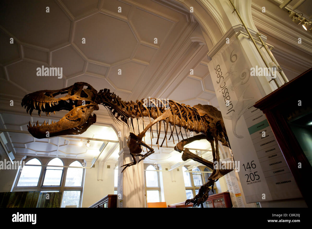 Eine Rekonstruktion eines Dinosauriers Tyrannosaurus Rex überragt Vitrinen im Manchester Museum Stockfoto