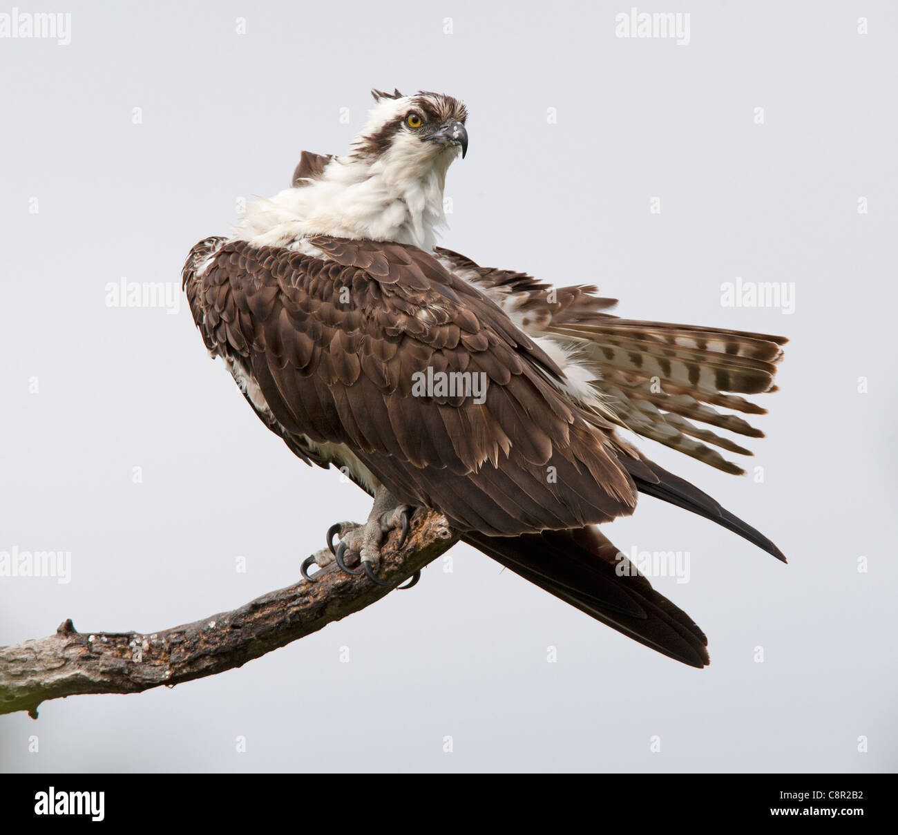 Fischadler auf Captiva Island, Florida, USA Stockfoto