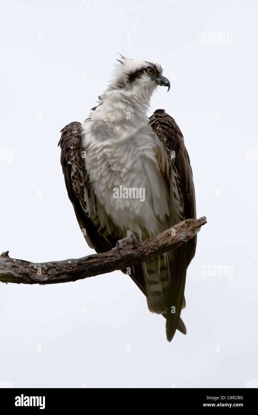 Fischadler auf Captiva Island, Florida, USA Stockfoto