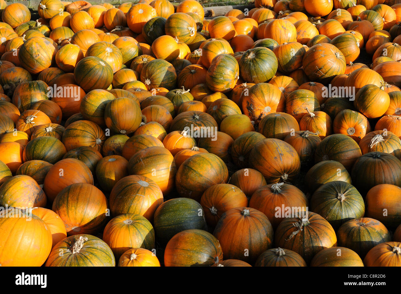 Haufen von Kürbissen Stockfoto