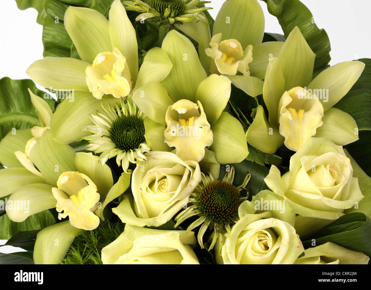Eine Nahaufnahme von einem bunten Blumenstrauß. Cremefarbene Rosen, Kegel Blumen [Echinacea], Orchideen [Cymbidium] Stockfoto