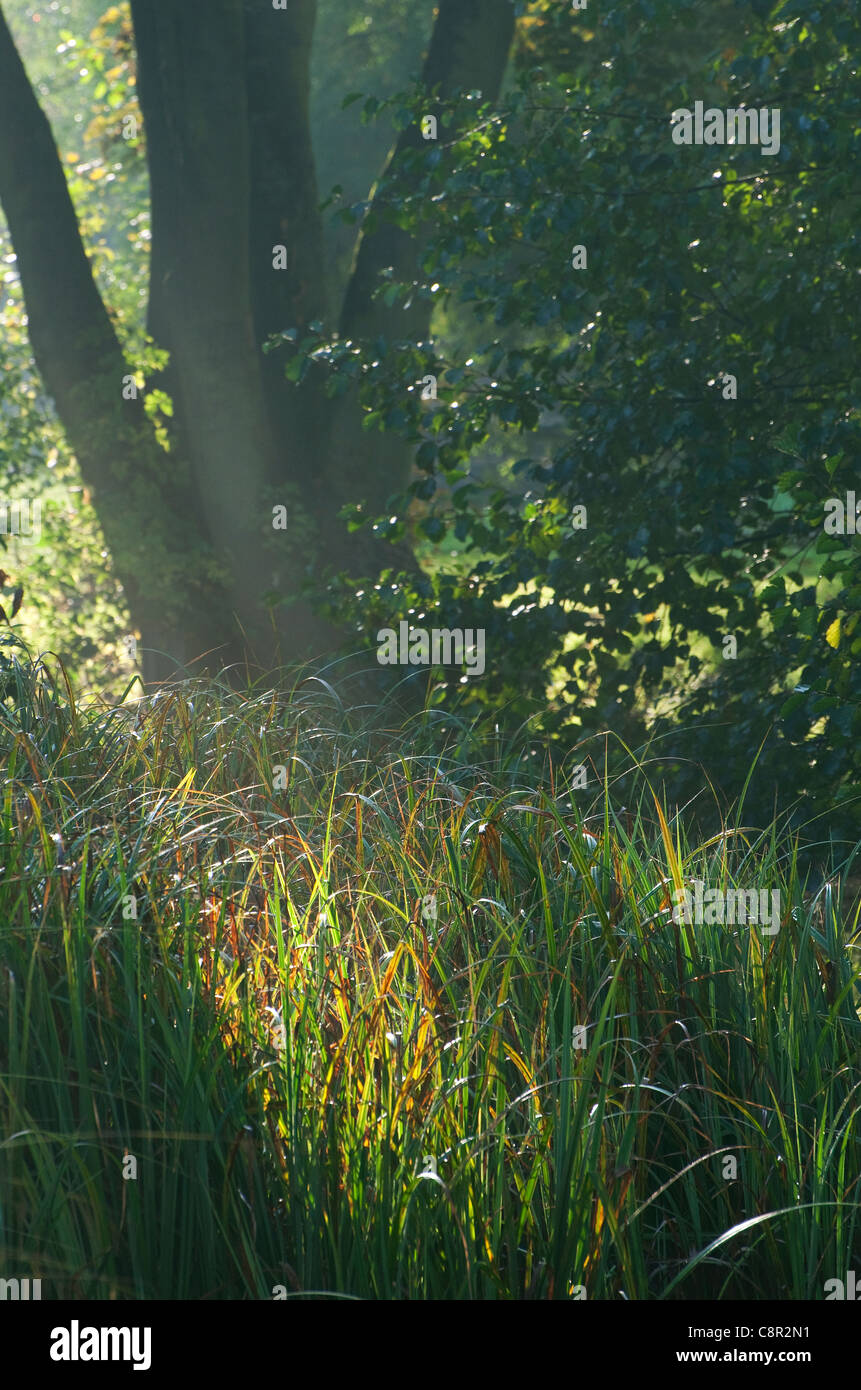 Natur Landschaft, Norfolk, england Stockfoto