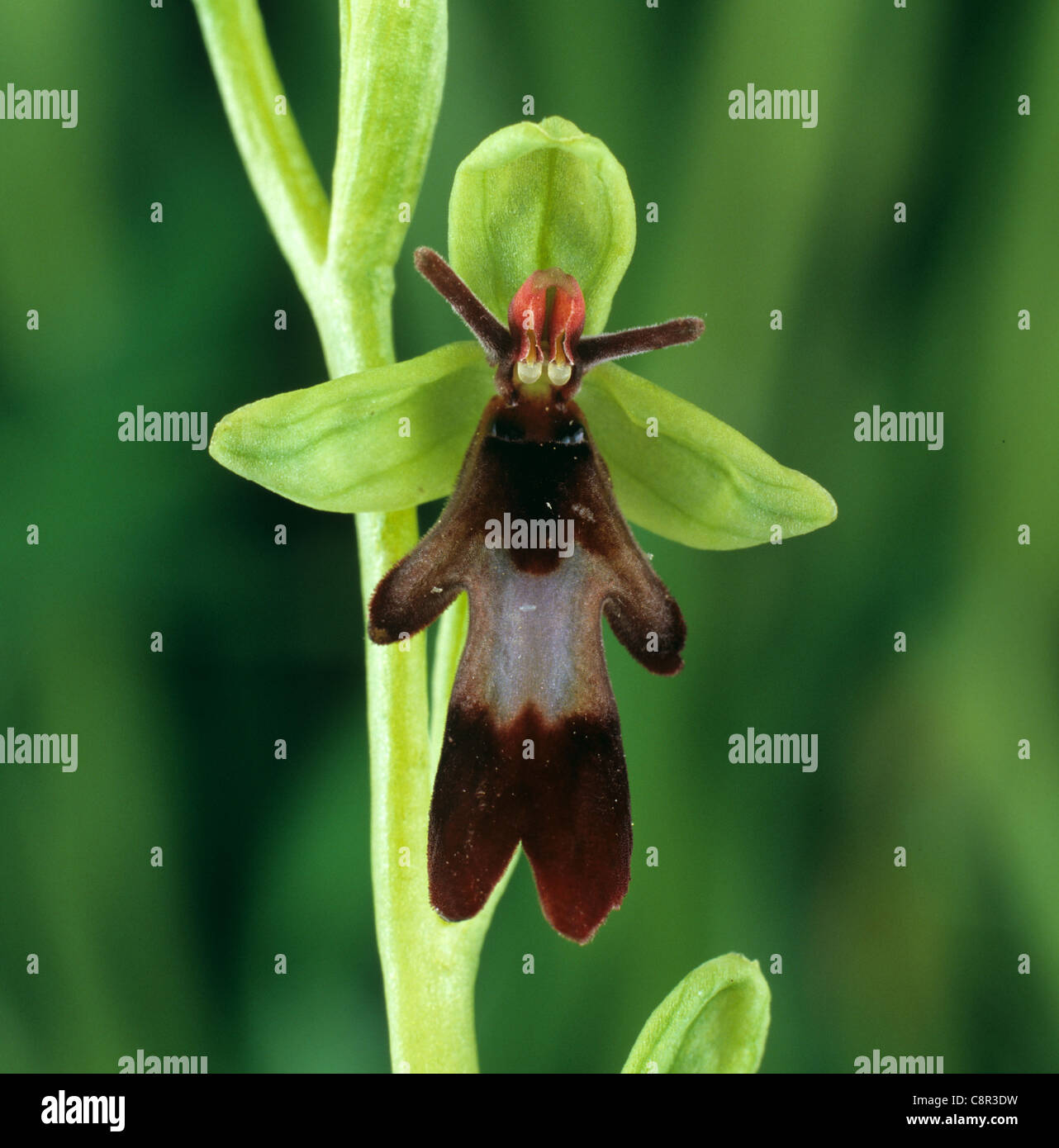 Fliegen Sie Orchidee (Ophrys Insectifera) typische Orchidee Blüte Stockfoto