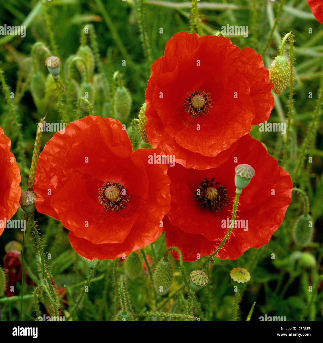 Klatschmohn (Papaver Rhoeas) Blumen Stockfoto
