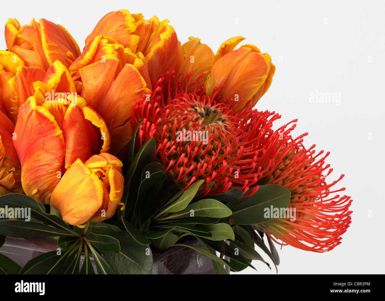 Eine Nahaufnahme von einem bunten Strauß Blumen. Orange / gelbe Tulpen, rote Rosen, 2 rote proteas Stockfoto