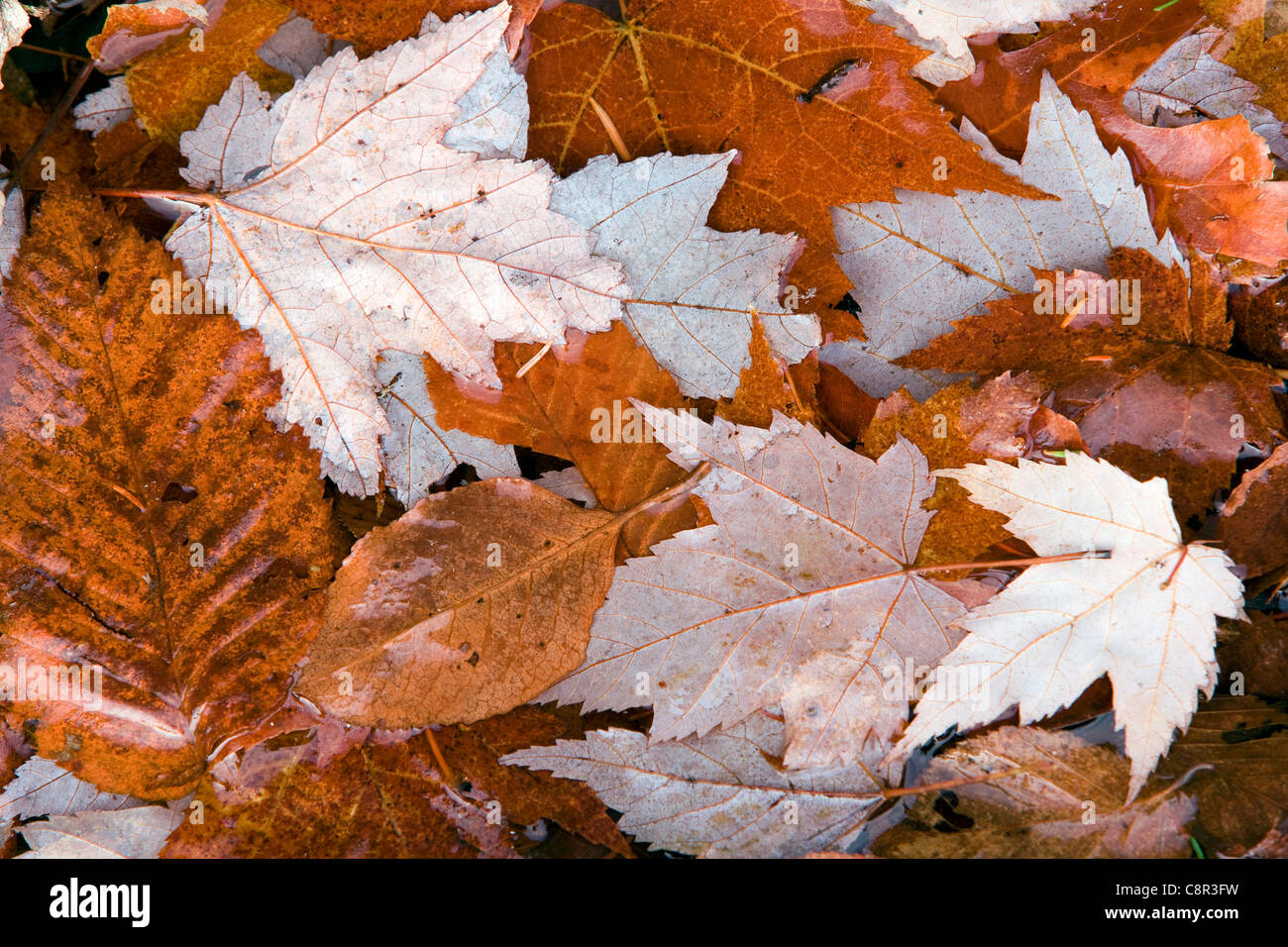 Herbstlaub - Blue Ridge Parkway, in der Nähe von Asheville, North Carolina USA Stockfoto