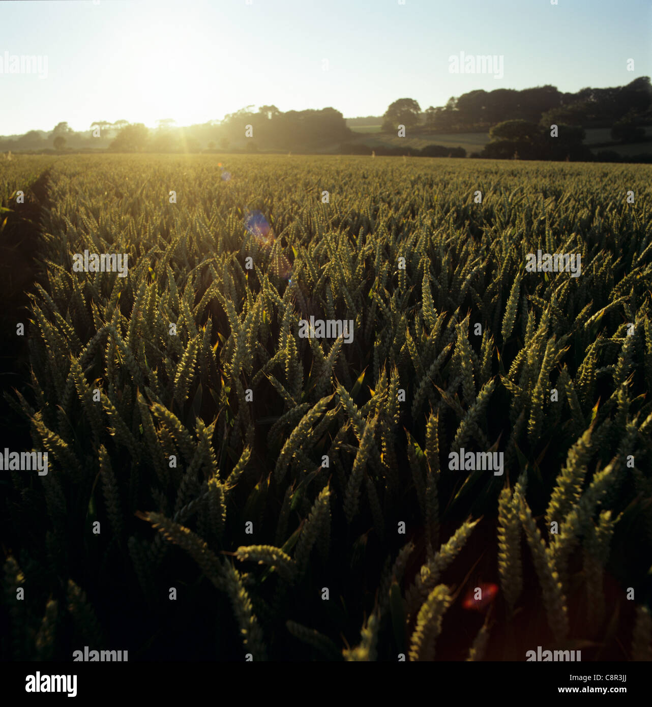 Weizenernte mit Reifung Ohren bei Sonnenuntergang Stockfoto