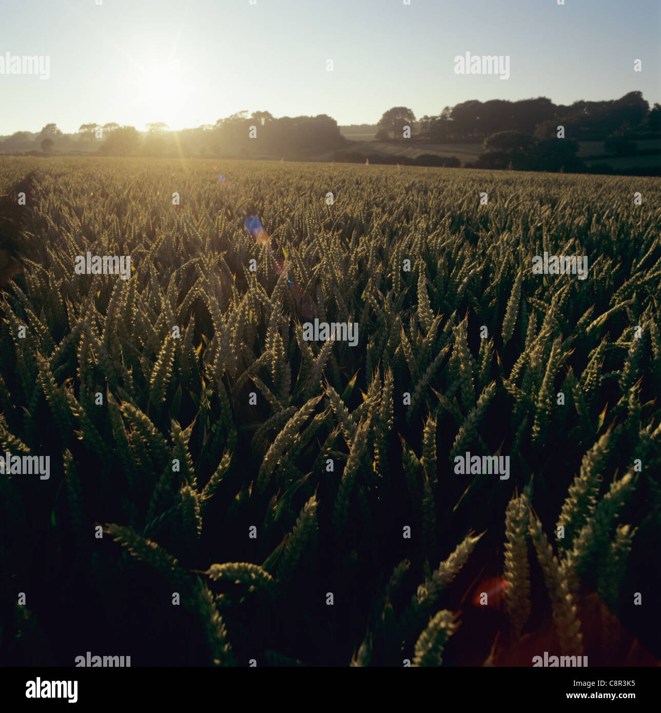 Weizenernte mit Reifung Ohren und Sommer Sonnenuntergang hinter, Devon, Juli Stockfoto