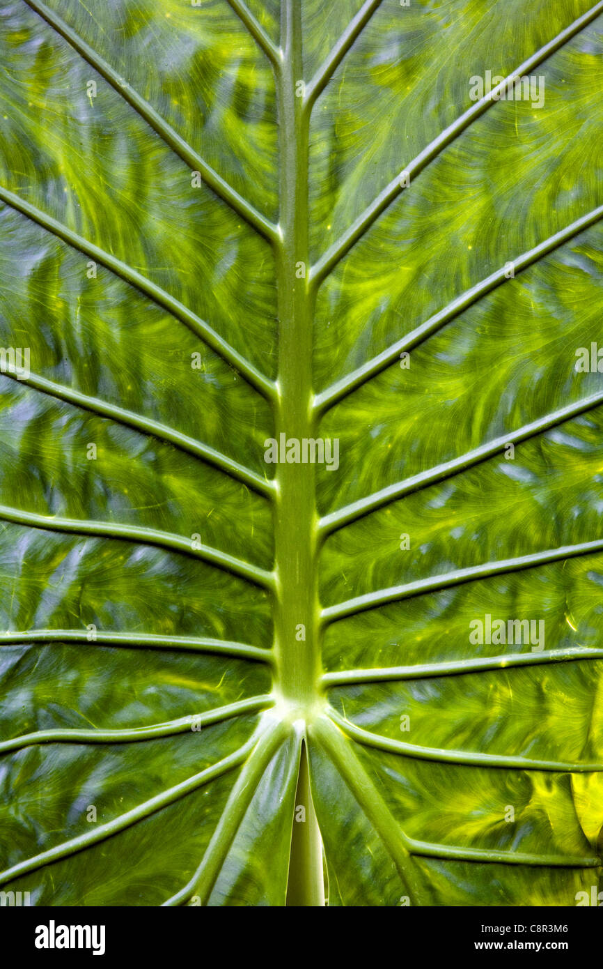 Nahaufnahme von Palm Leaf - North Carolina Arboretum - Asheville, North Carolina USA Stockfoto
