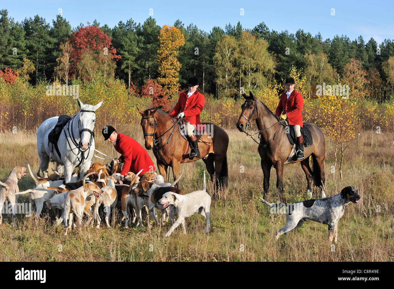 Jager Tragen Rote Mantel Zu Pferd Mit Rudel Von Hunden Wahrend Ziehen Sie Jagd Im Herbst Alternative Fur Fuchsjagd Stockfotografie Alamy
