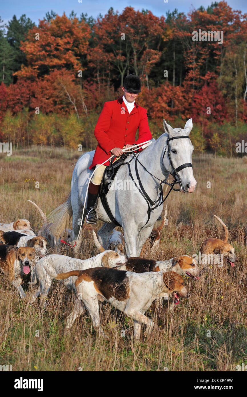 Jäger tragen rote Mantel auf dem Pferderücken mit Rudel von Hunden während ziehen Sie Jagd im Herbst, Europa Stockfoto