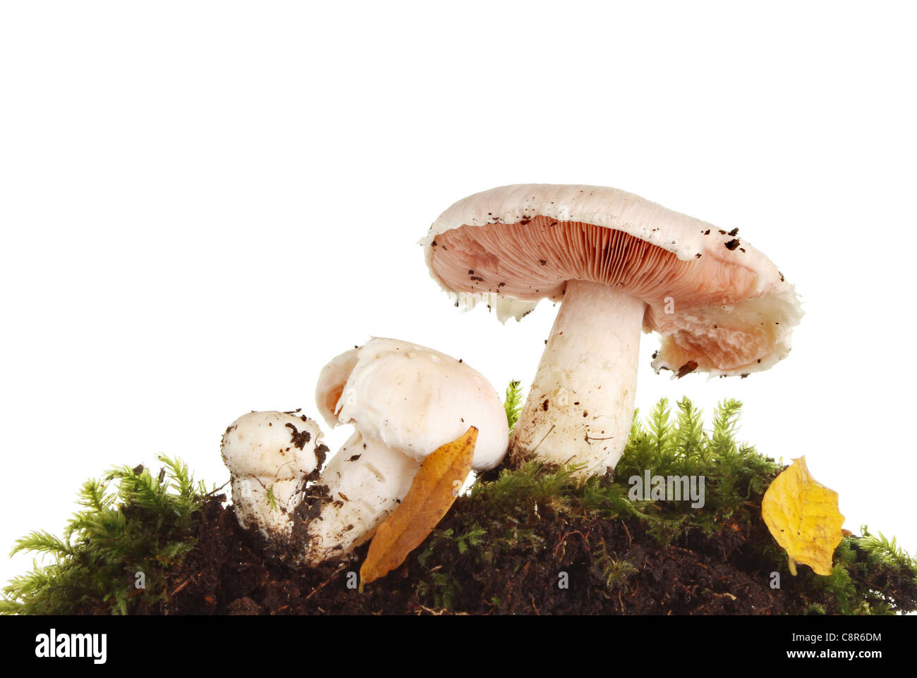 Nahaufnahme der wilden Pilze wachsen unter Moos und Autumn leaves Stockfoto