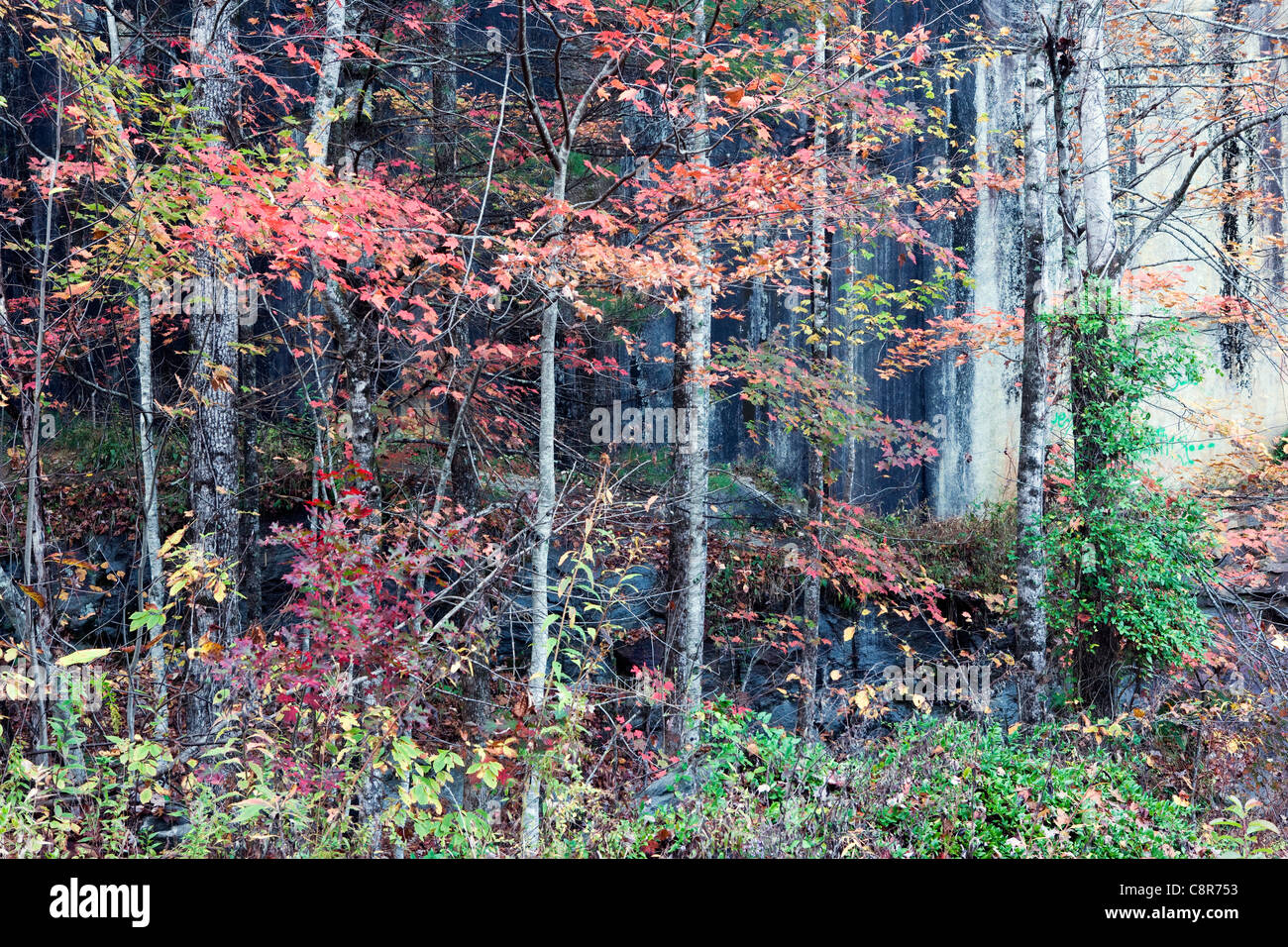 Herbst Farben in den Wald - Pisgah National Forest - nahe Brevard, North Carolina USA Stockfoto