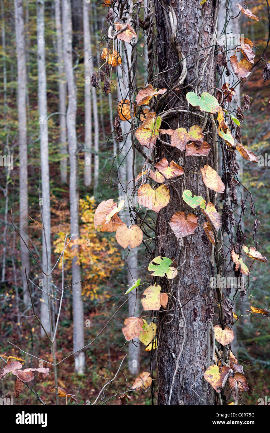 Weinreben im Herbst - Pisgah National Forest - nahe Brevard, North Carolina USA Stockfoto