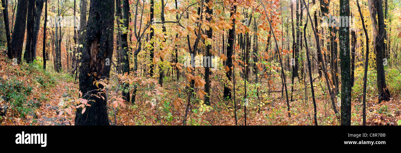 Buck Springs Trail (Panoramabild) - Pisgah National Forest, in der Nähe von Brevard, North Carolina USA Stockfoto