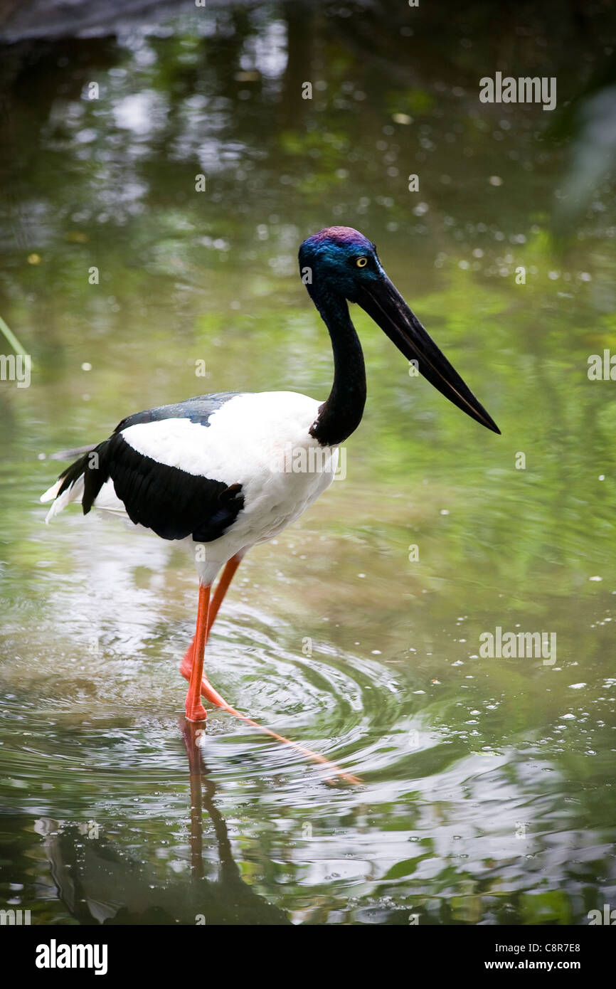 Schwarz-necked Storch im Cairns Wildlife Park Stockfoto