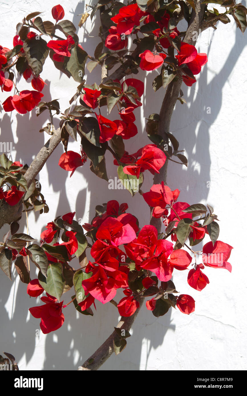 Bugan Bougainvillea Blume Stockfoto