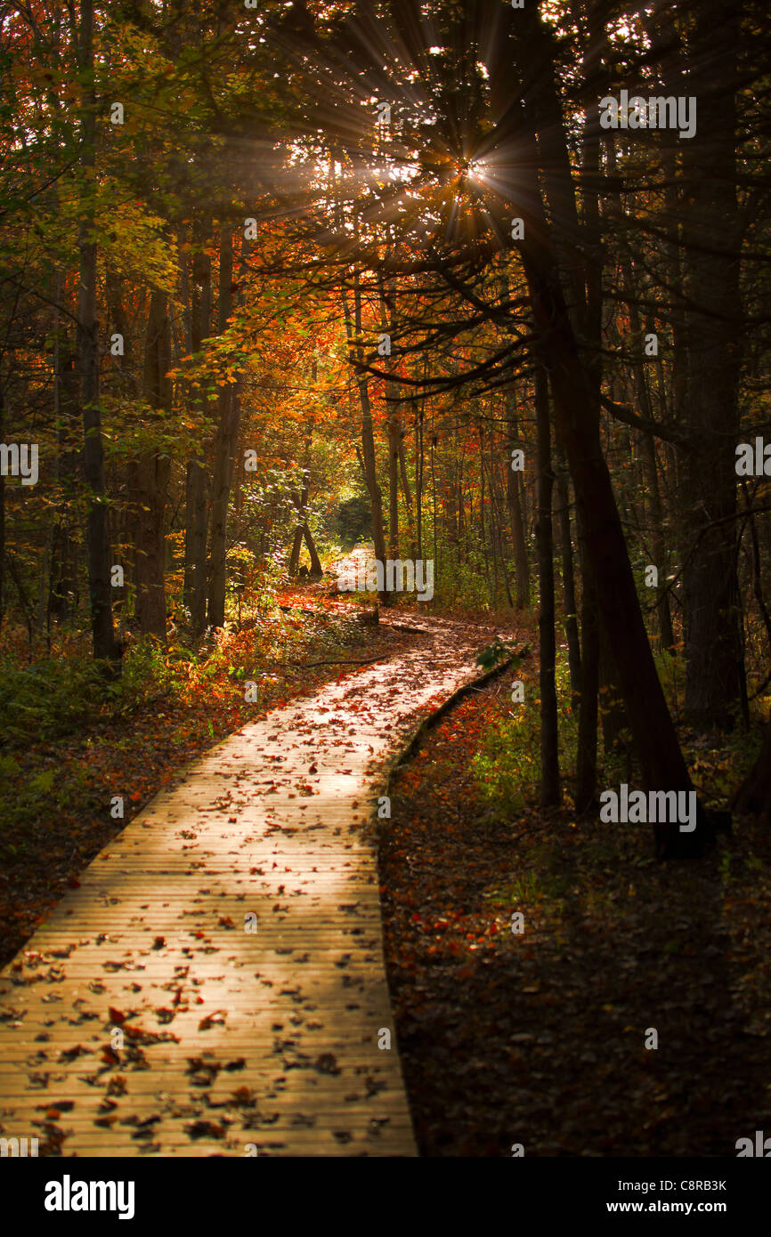 Ein hölzerne Weg durchschneidet eine dunkle, geheimnisvolle Wald in herbstlichen Farben. Stockfoto