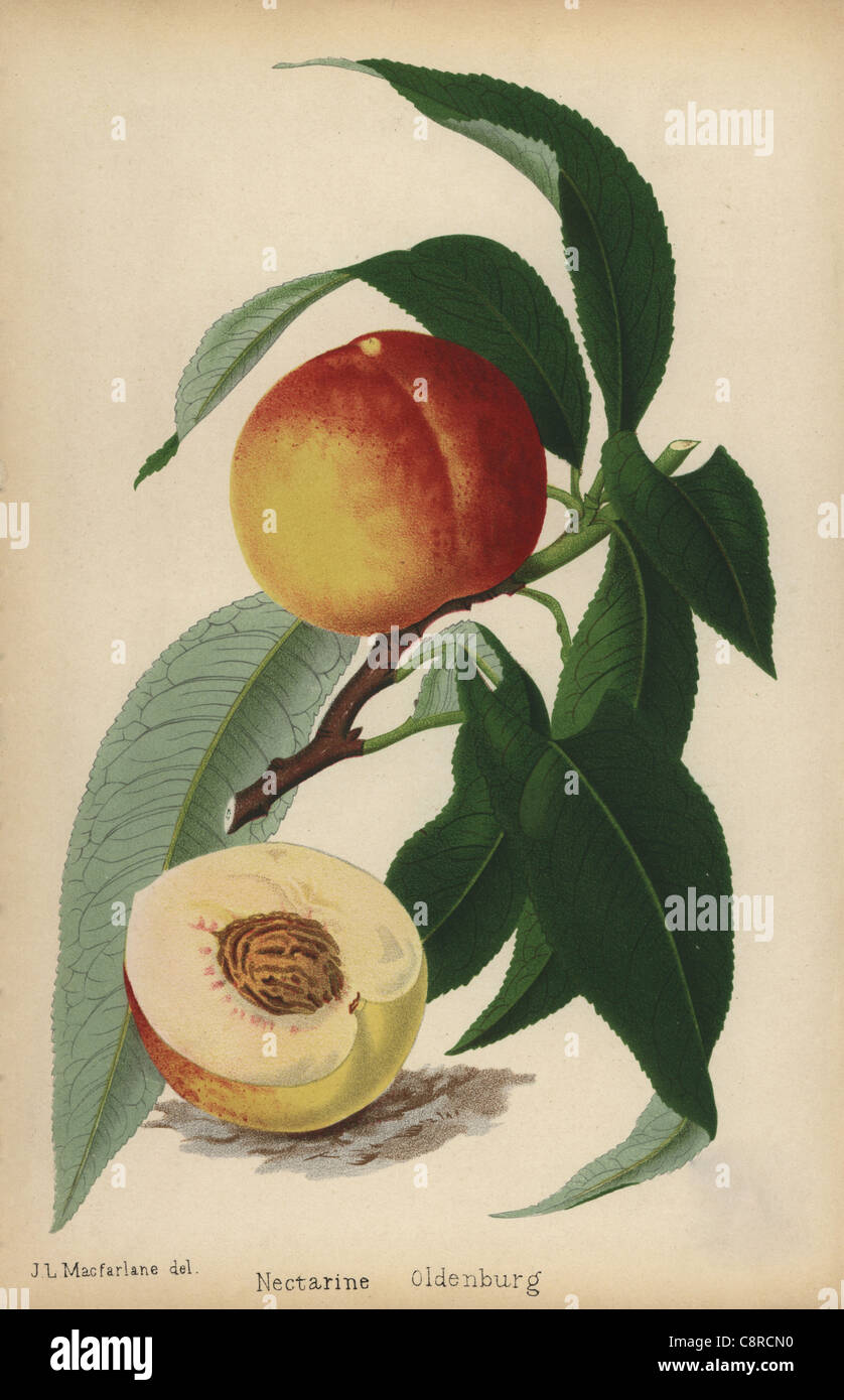 Oldenberg Nektarine, Prunus Persica Sorte. Stockfoto