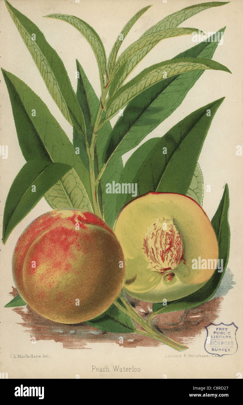Pfirsich Sorte Waterloo, Prunus Persica. Stockfoto