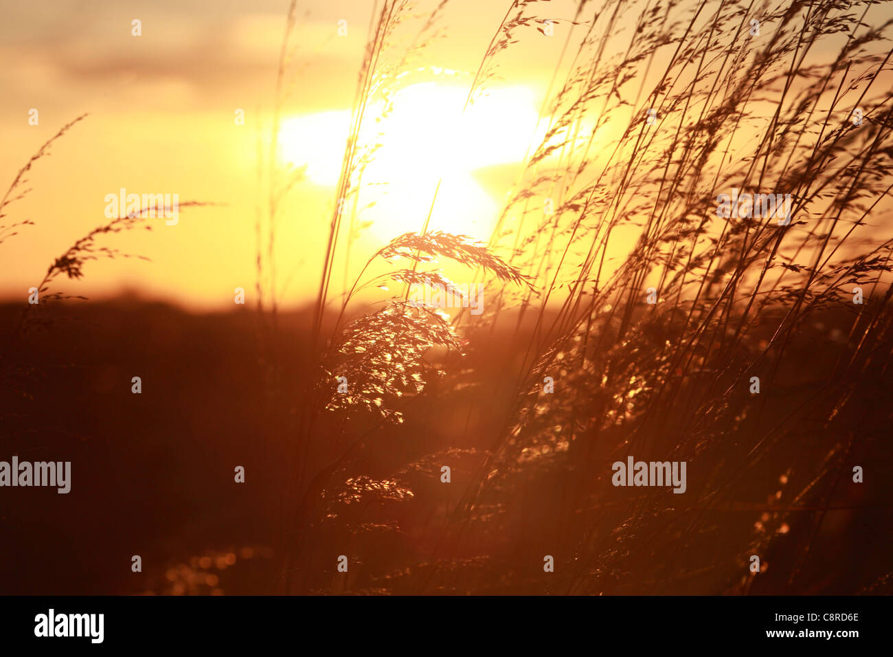 Niedrige am Nachmittag Sonne durch Rasen im Spätsommer Frühherbst Stockfoto