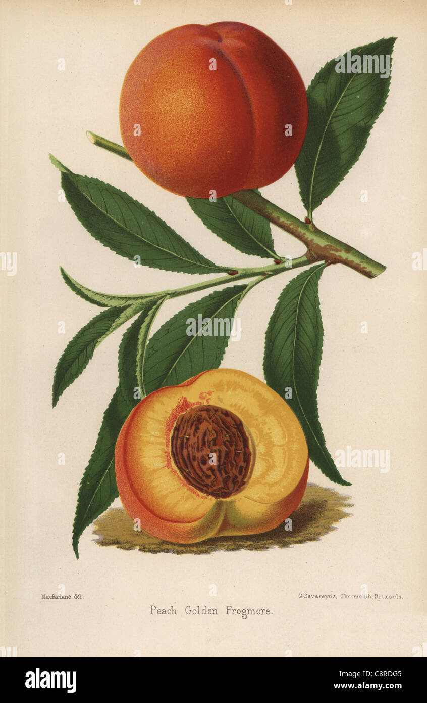 Pfirsich Sorte, goldene Frogmore, Prunus Persica. Stockfoto