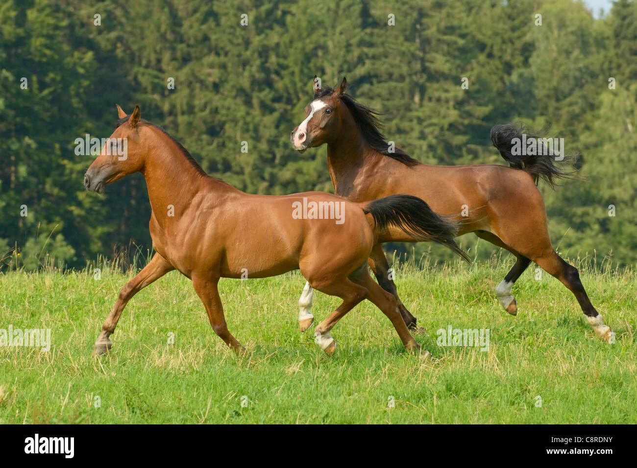 Zwei arabische Pferde im Feld Stockfoto