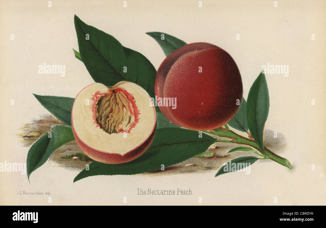 Der Pfirsich Nektarine, Prunus Persica. Stockfoto
