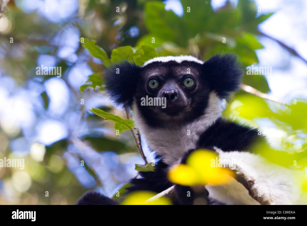 Indri (Indri Indri), Andasibe-Mantadia Nationalpark, Madagaskar Stockfoto
