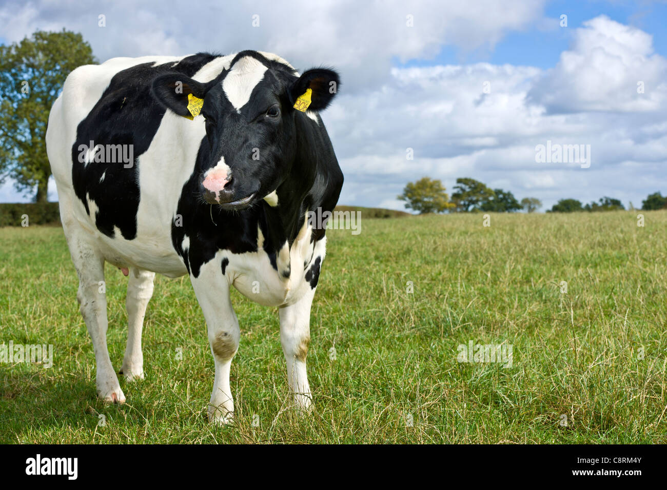 Erstklassige UK Molkerei Vieh Stockfoto
