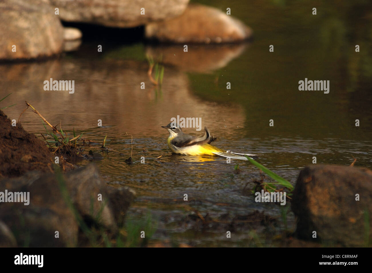 Eine Gebirgsstelze (Motacilla Cineria) badet in einer Lache des Wassers an einem Sommermorgen. Stockfoto