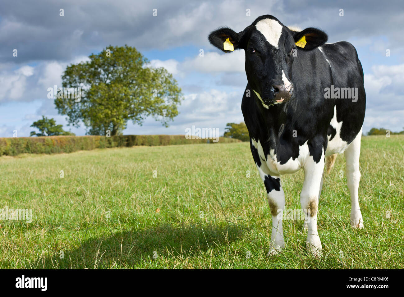 Erstklassige UK Molkerei Vieh Stockfoto