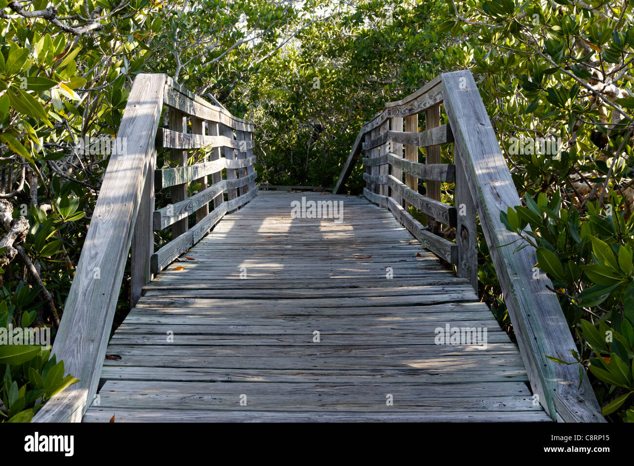 Eine Holzbrücke führt durch einen dichten Wald von Mangroven in den Florida Keys. Stockfoto