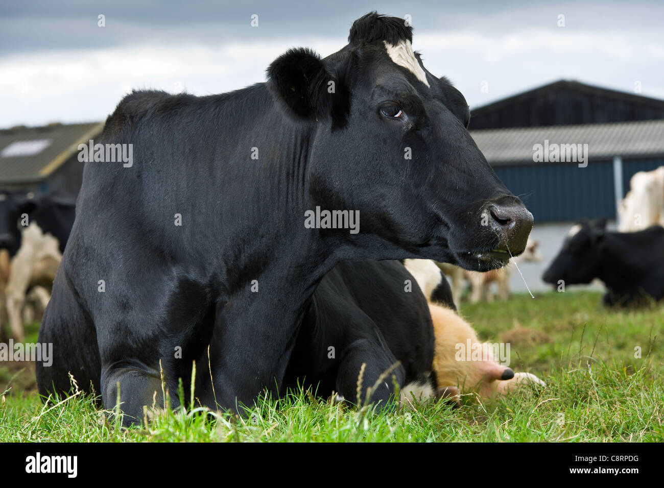 Erstklassige UK Molkerei Vieh Stockfoto