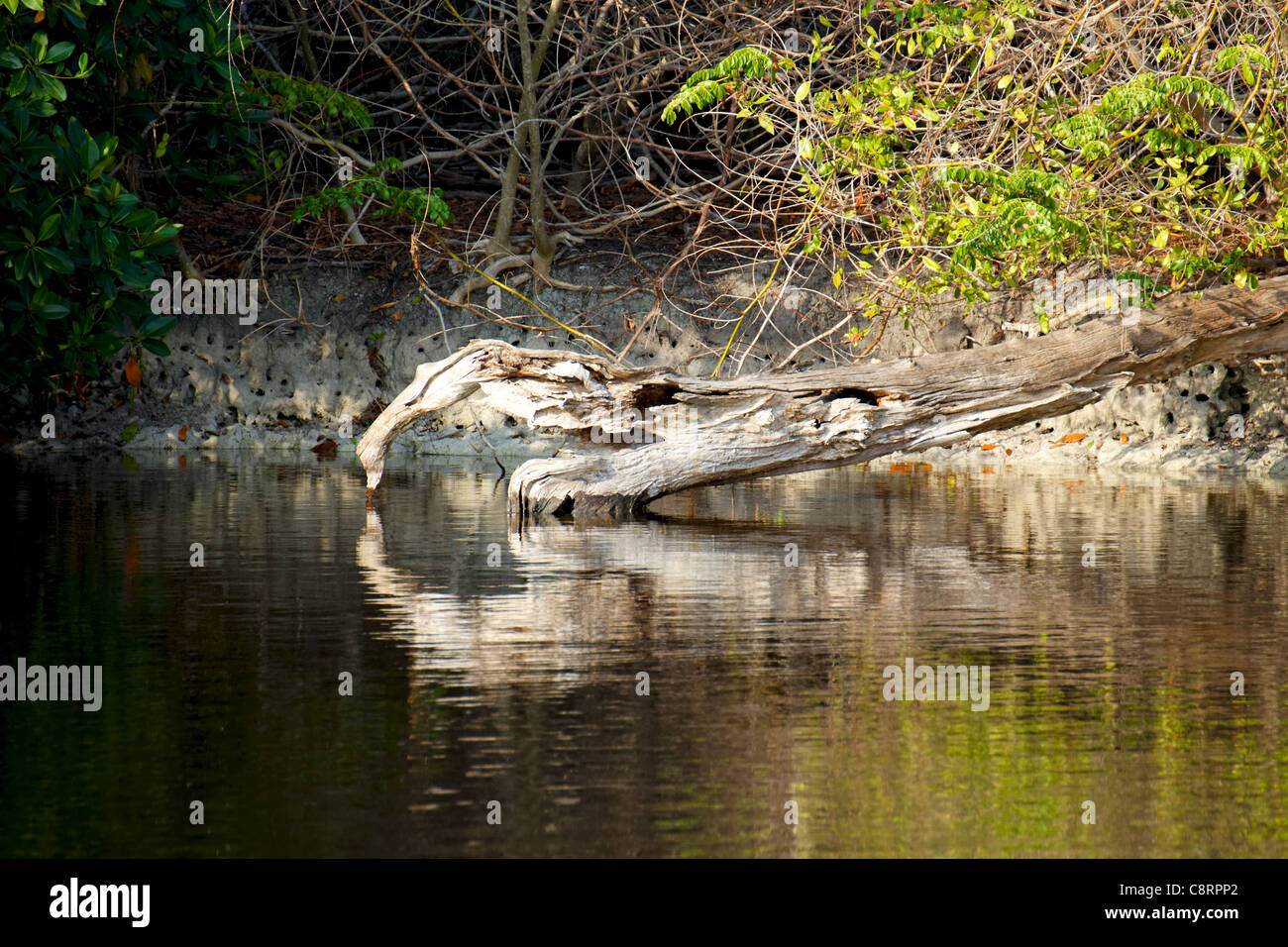 Ein toter melden die Hälfte eingetaucht in eine Lache des Wassers in den Everglades, Florida. Stockfoto