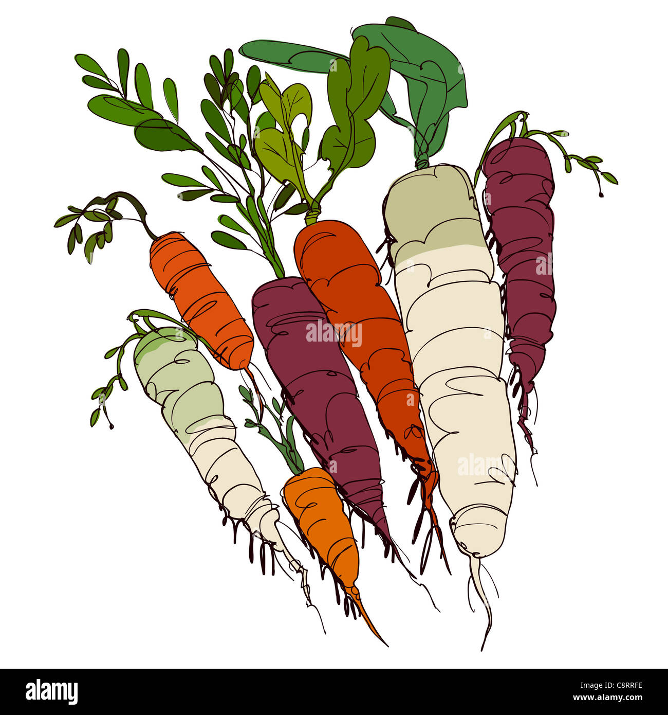 Mehrere verschiedene farbige ganze Karotten Stockfoto