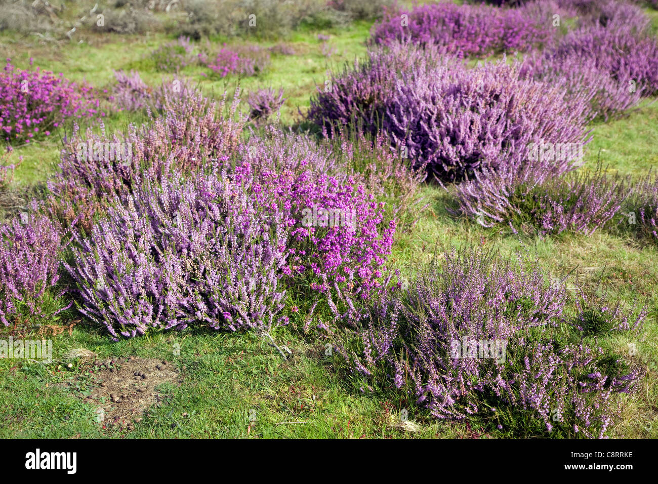 Heather in Blüte auf Heideland, Shottisham, Suffolk, England Stockfoto