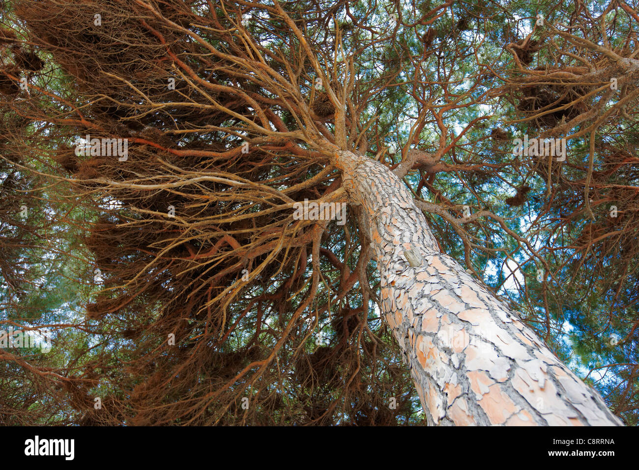 Ein Blick von unten auf dicht wachsende Steinkiefern oder Regenschirmkiefern (Pinus pinea) in La Pineda, Costa Dorada, Katalonien, Spanien. Stockfoto
