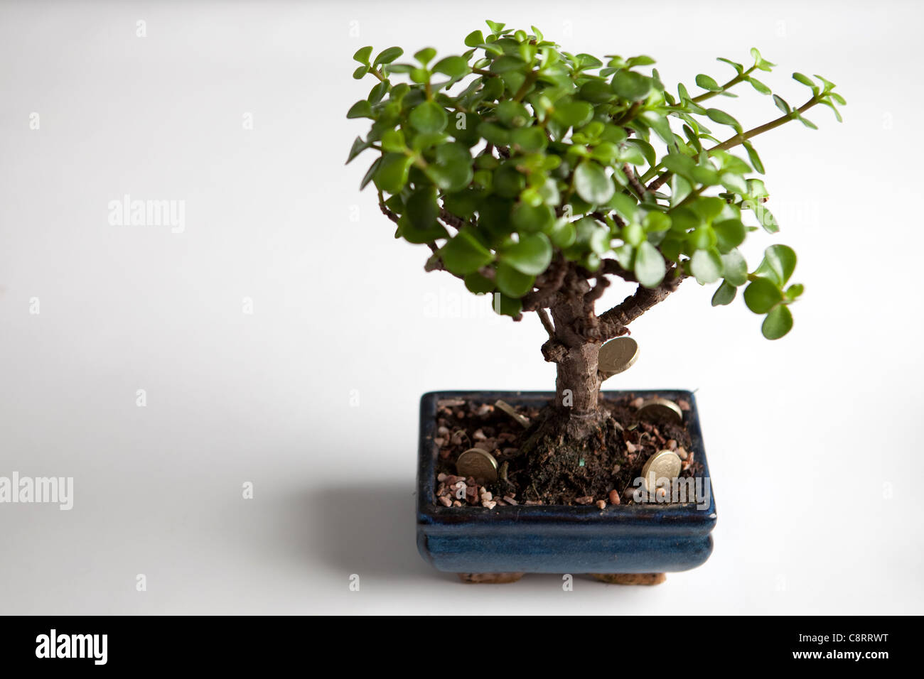 Ein Bonsai-Baum mit Pfund-Münzen um eine konzeptionelle Nachricht über Geld auf Bäumen wachsen Stockfoto