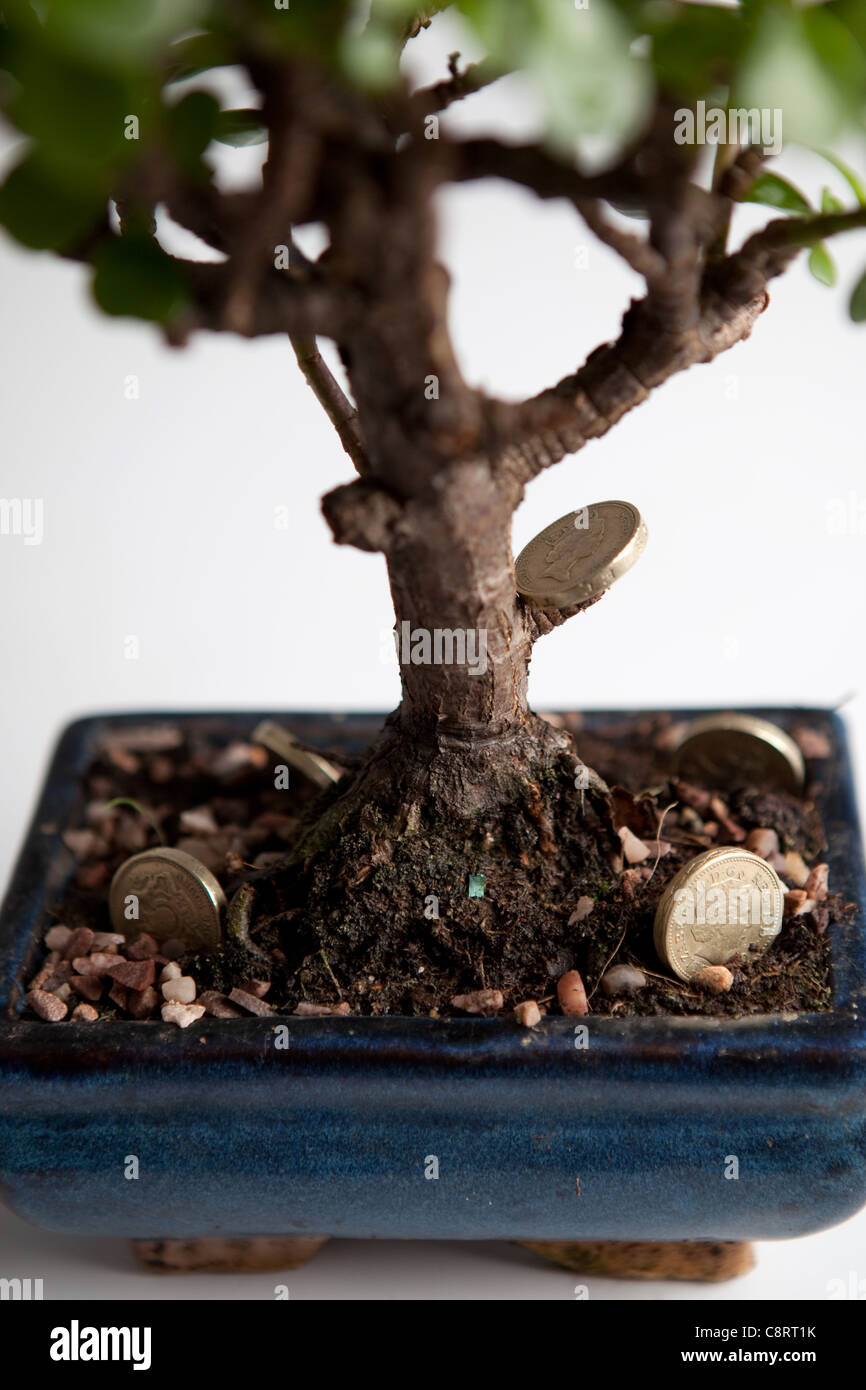 Ein Bonsai-Baum mit Pfund-Münzen um eine konzeptionelle Nachricht über Geld auf Bäumen wachsen Stockfoto