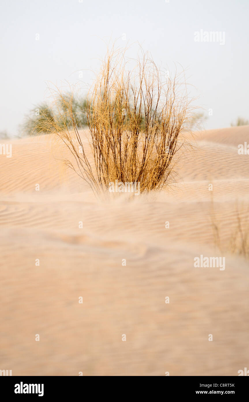 Afrika, Tunesien, nr. Ksar Rhilane. Sandsturm in den Dünen im Westen von Ksar Ghilane am östlichen Rand des Grand Erg Stockfoto