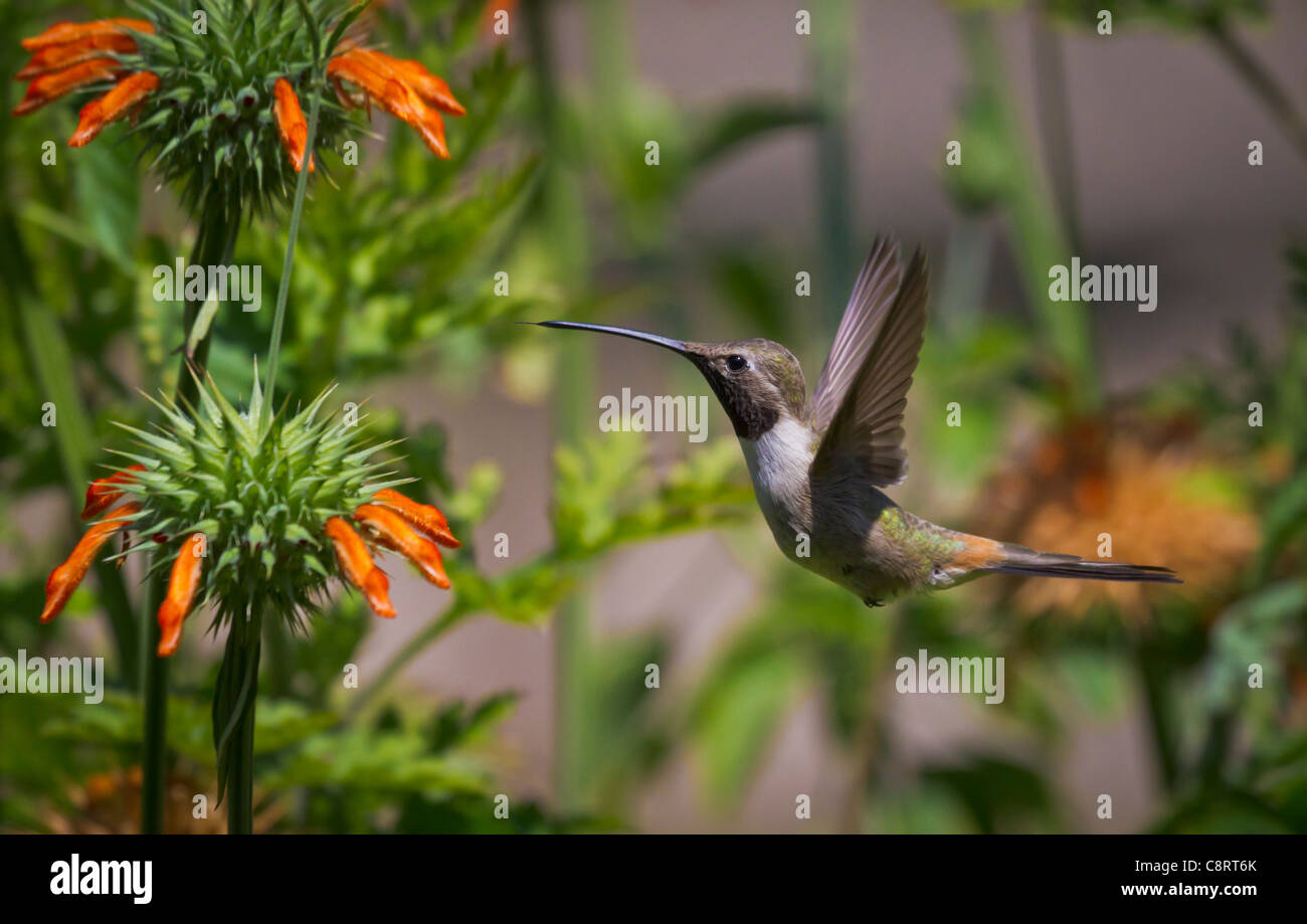 Kolibris fliegen im Heiligtum nördlich von Arica. Stockfoto