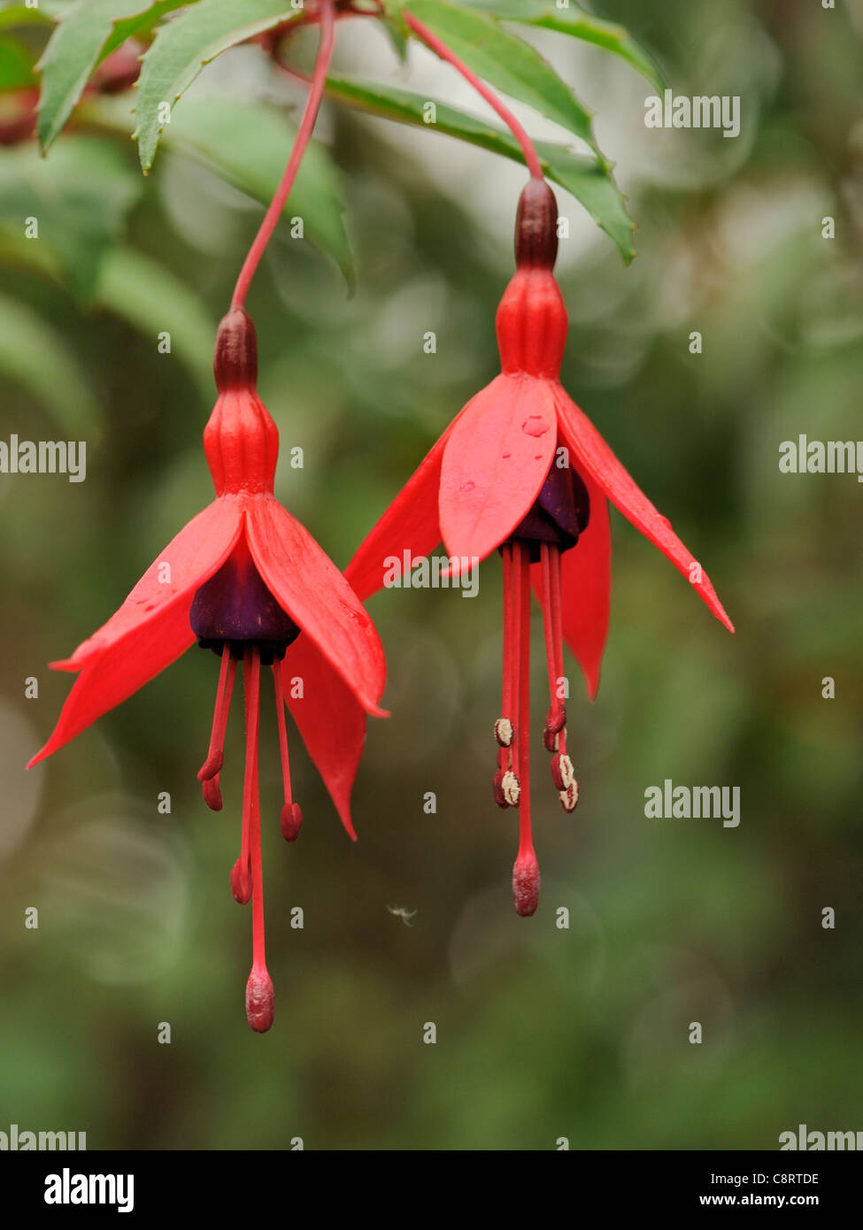 Fuchsia oder Lady es Ohrentropfen, Fuchsia fehlt Stockfoto