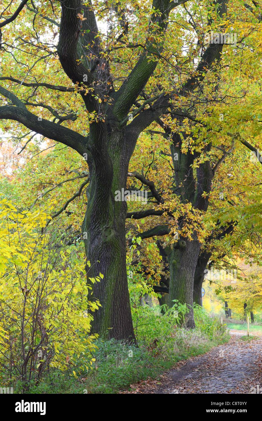 Alte Eichen im Herbst Quercus robur Stockfoto